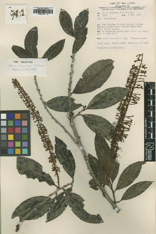 Helicia laiagamensis Foreman - BM000951148