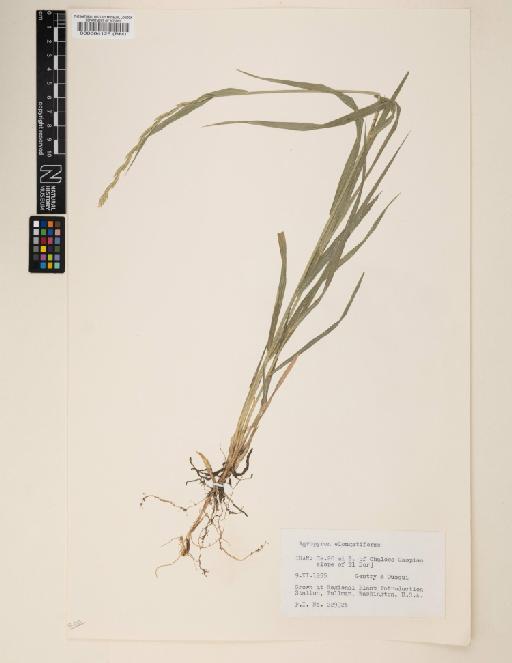 Elymus repens subsp. elongatiformis (Drobow) Melderis - 000064125