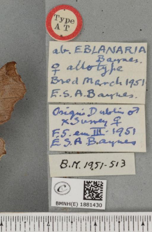 Selenia dentaria ab. eblanaria Baynes, 1952 - BMNHE_1881430_label_446743