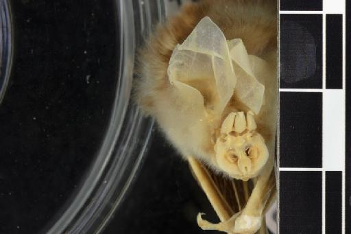 Triaenops pauliani, Goodman & Ranivo, 2008 - 1913_2_18_1-Triaenops_pauliani-Holotype-Noseleaf-dorsal