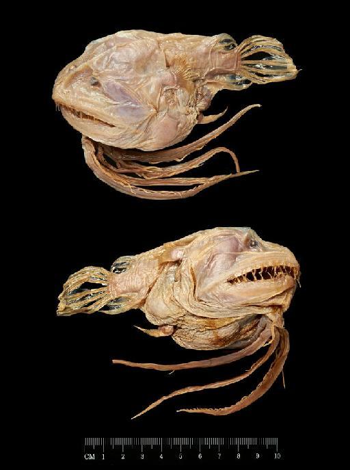 Linophryne brevibarbata Beebe, 1932 - BMNH 1995.1.18.4, Linophryne brevibarbata