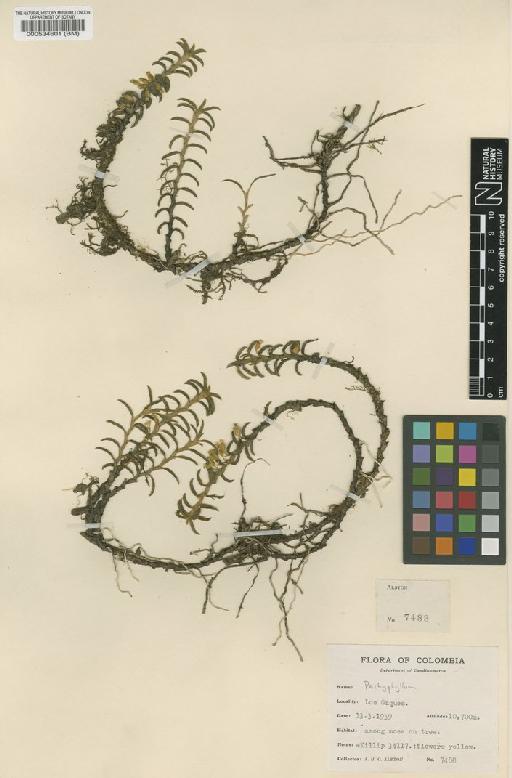 Fernandezia crystallina (Lindl.) M.W.Chase - BM000534601