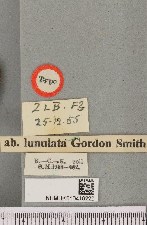 Arctia caja ab. lunulata Smith, 1956 - NHMUK_010416220_a_label_528533