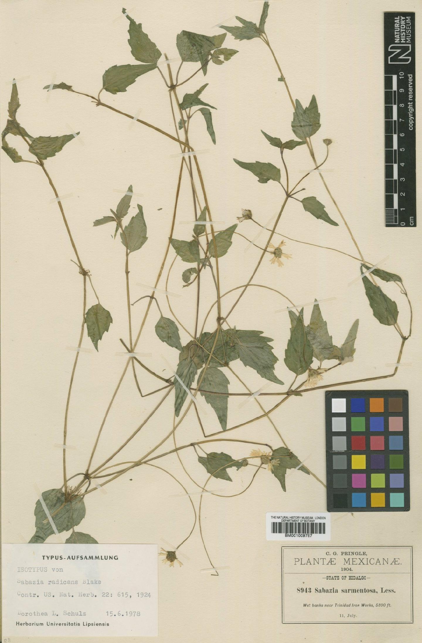 To NHMUK collection (Sabazia radicans S.F.Blake; Isotype; NHMUK:ecatalogue:621207)