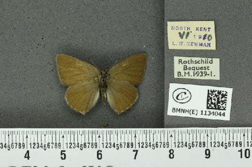 Callophrys rubi rubi (Linnaeus, 1758) - BMNHE_1134044_97728