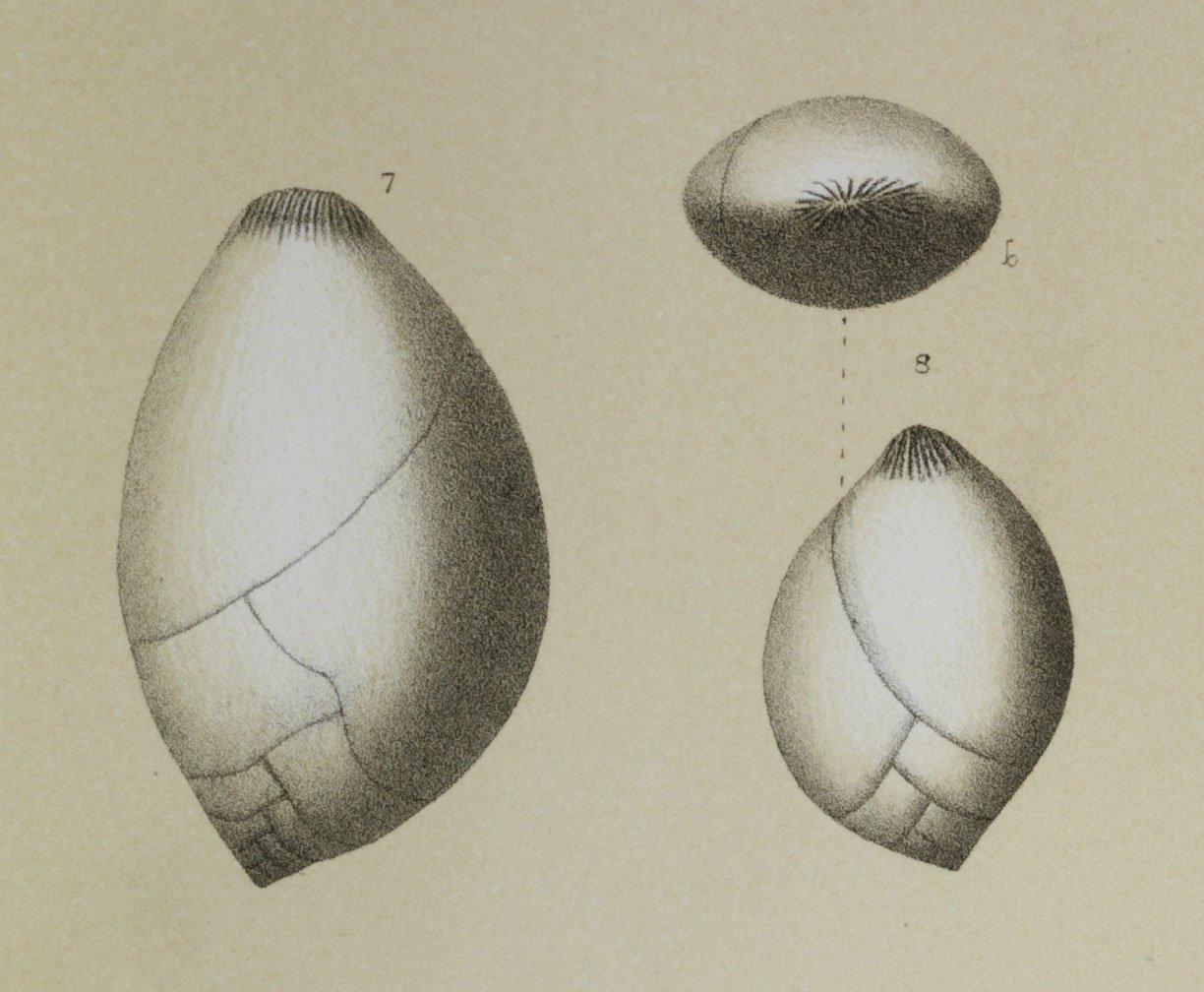 To NHMUK collection (Polymorphina ovata Perner, 1892; NHMUK:ecatalogue:3092978)