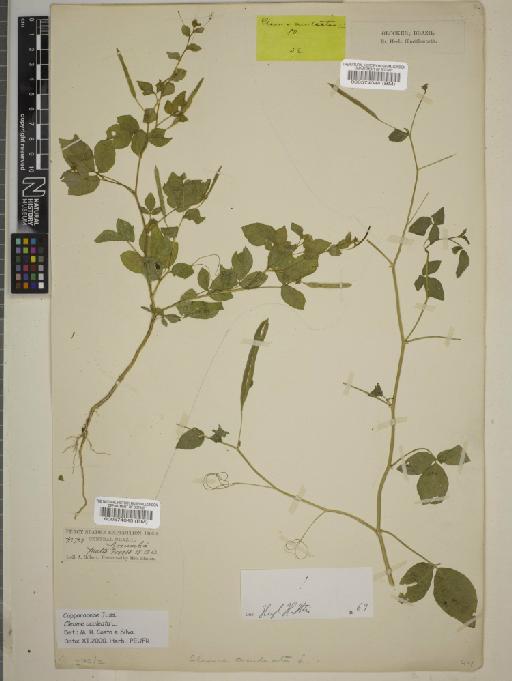 Cleome aculeata L. - BM000574044