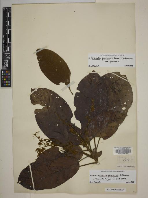 Sterculia pruriens (Aubl.) Schum - BM000645795