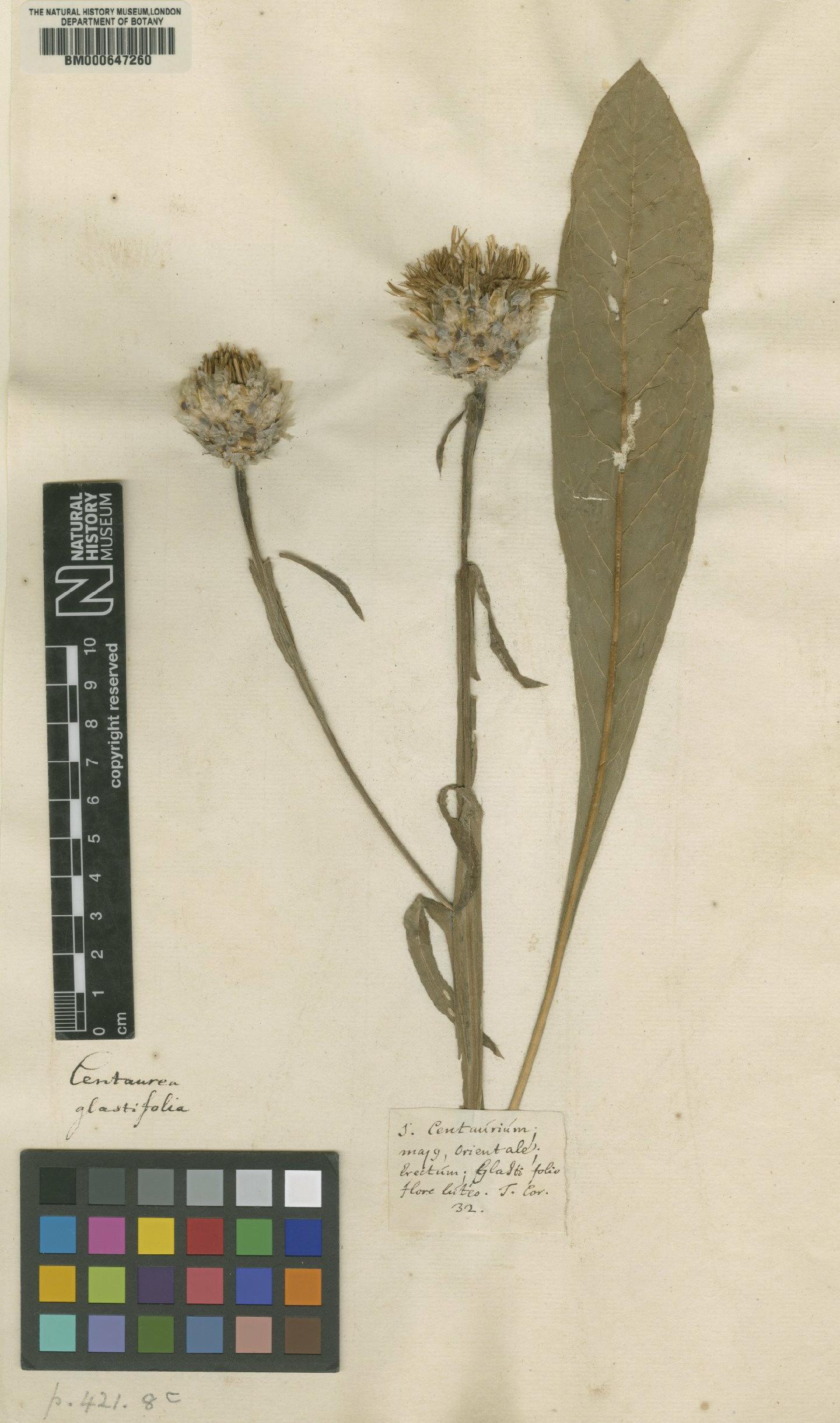 To NHMUK collection (Centaurea glastifolia L.; Original material; NHMUK:ecatalogue:4702977)