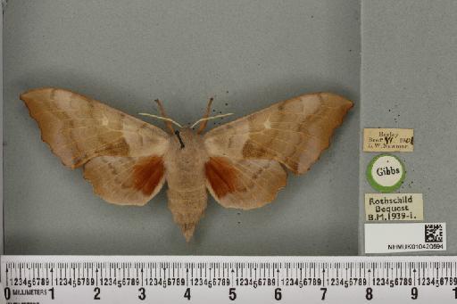 Laothoe populi ab. fuchsi Bartel, 1900 - NHMUK_010420594_526748