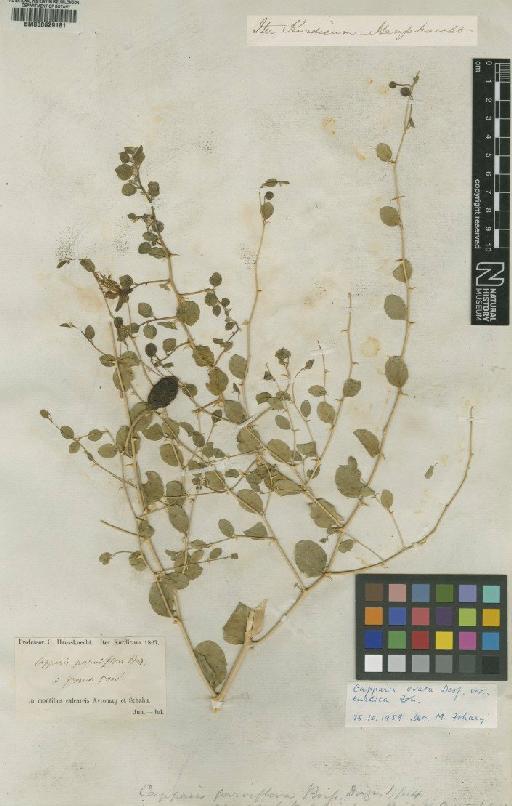 Capparis ovata var. kurdica Zohary - BM000629181