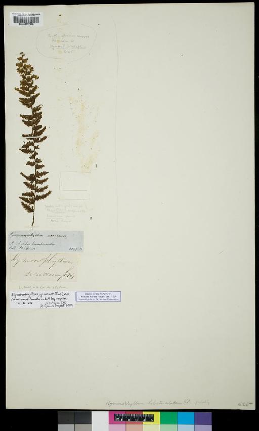 Hymenophyllum pyramidatum Desv. - Spruce - BM000777388