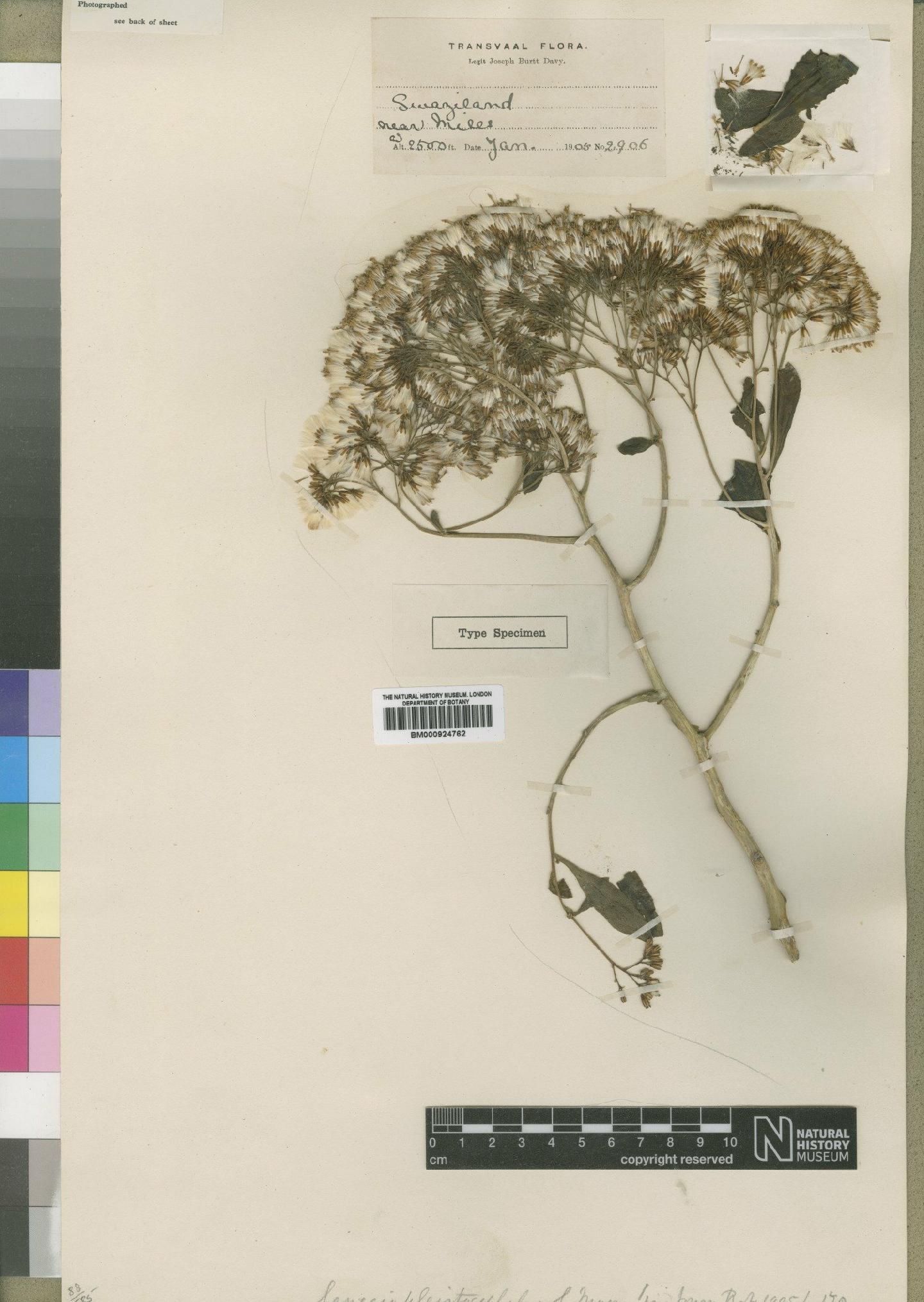 To NHMUK collection (Senecio pleistocephalus Moore; Type; NHMUK:ecatalogue:4553450)