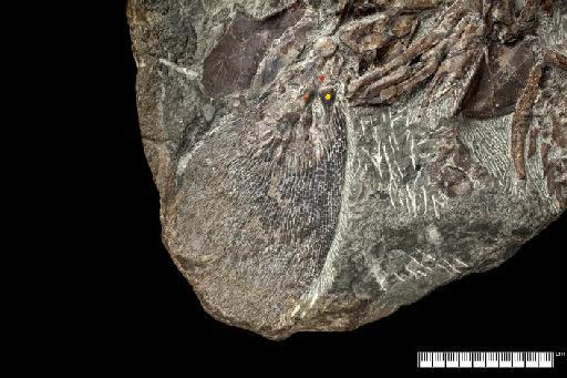 Eusthenopteron foordi Whiteaves - Image of NHMUK PV P 6796 Eusthenopteron foordi