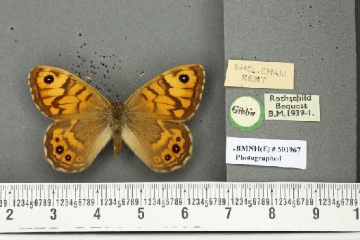 Lasiommata megera (Linnaeus, 1767) - BMNHE_501967_28507