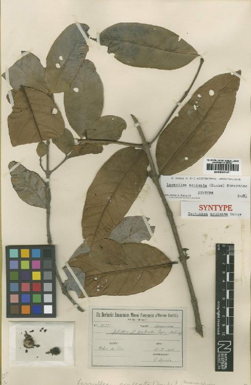 Lacmellea aculeata (Ducke) Monach - BM000901471