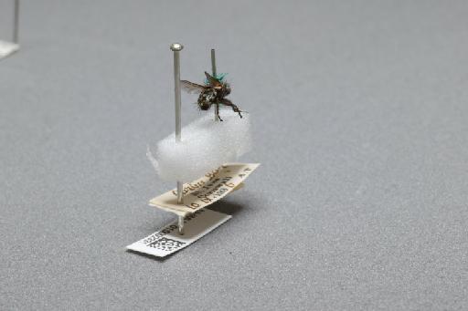 Sarcophaga (Myorhina) nigriventris Meigen, 1826 - 015092331_additional_1