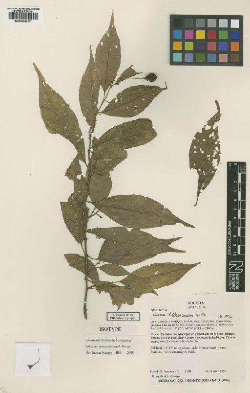 Solanum monanthemon S.Knapp - BM000849117
