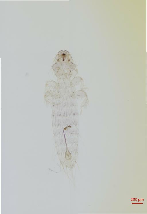 Comatomenopon ibis Emerson, 1958 - 010655799__2017_07_20-Scene-2-ScanRegion1