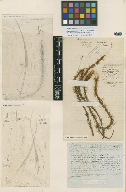 Chorisodontium speciosum (Hook. & Wilson) Broth. - BM000666852_a