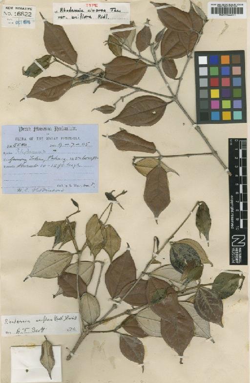 Rhodamnia uniflora (Ridl.) Burkill - BM000944011