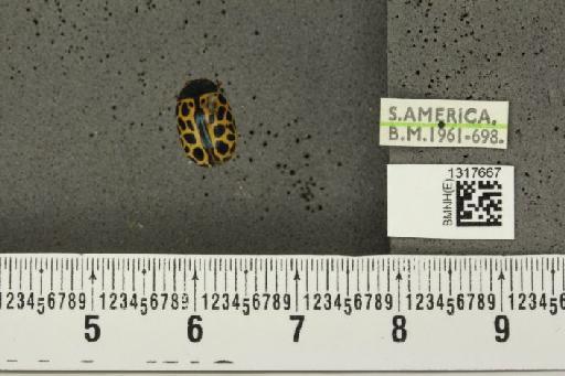 Calligrapha (Calligrapha) polyspila (Germar, 1821) - BMNHE_1317667_17487