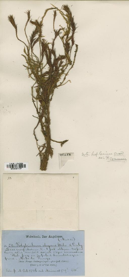 Polytrichum elegans Welw. & Duby - BM000871057