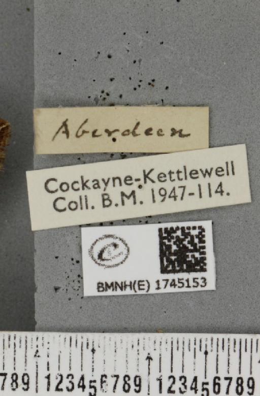 Lampropteryx suffumata (Denis & Schiffermüller, 1775) - BMNHE_1745153_label_333538