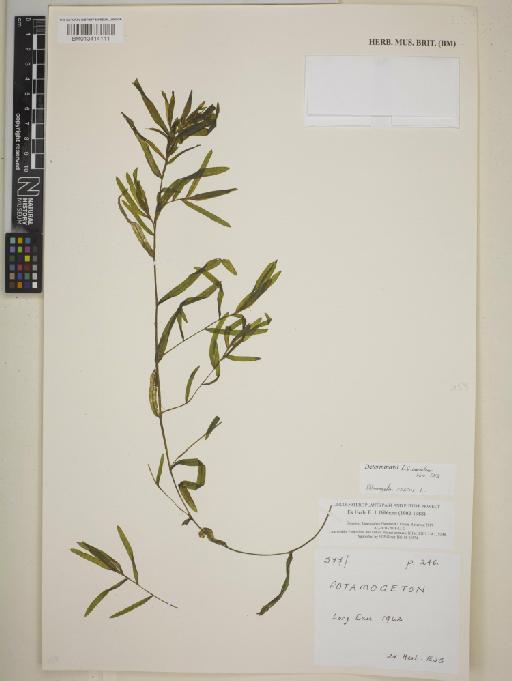 Potamogeton crispus L. - BM013414111