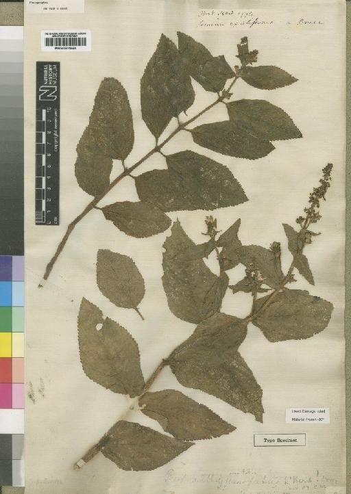 Plectranthus punctatum (L.f.) L'Hér. - BM000925908