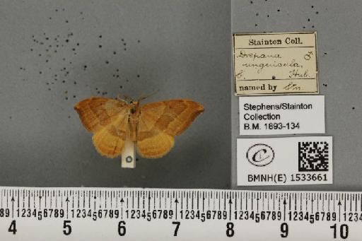 Watsonalla cultraria (Fabricius, 1775) - BMNHE_1533661_188302