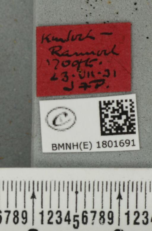 Perizoma minorata ericetata (Stephens, 1831) - BMNHE_1801691_label_371932
