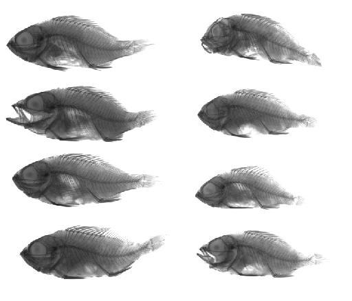 Lepidoperca tasmanica Norman, 1937 - BMNH 1937.9.21.15-24, PARATYPES, Lepidoperca tasmanica, a, radiograph