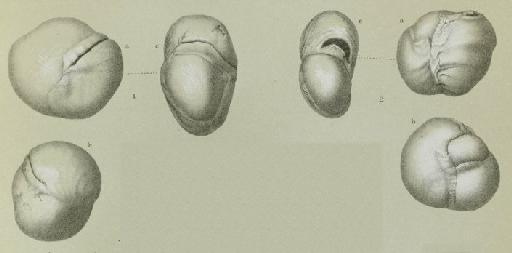 Miliolina bucculenta var. placentiformis Brady, 1884 - ZF1855_4_1_Planispirinoides_bucculentus_var_placentiformis.jpg