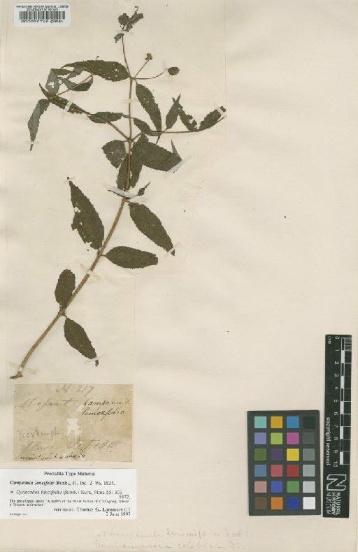 Codonopsis lancifolia (Roxb.) Moeliono - BM000070748