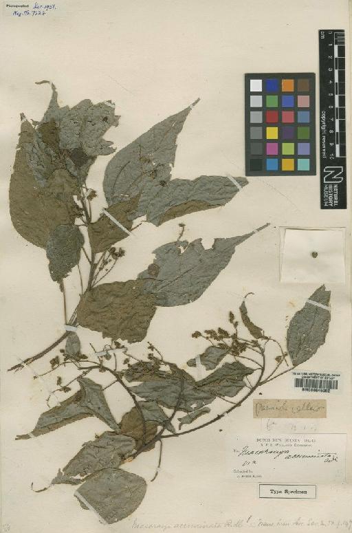 Macaranga densiflora Warb. - BM000645902