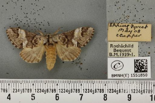 Drymonia dodonaea ab. intermedia Schawerda, 1916 - BMNHE_1551850_243044