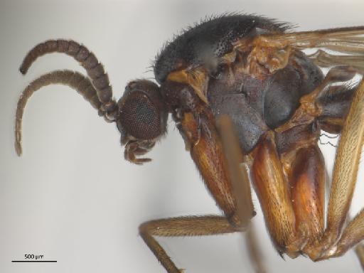 Isoneuromyia semirufa (Meigen, 1818) - 010210669_Isoneuromyia_semirufa_thorax_l
