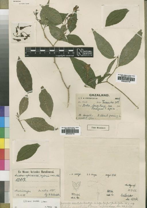 Callichilia orientalis Moore - BM000925720