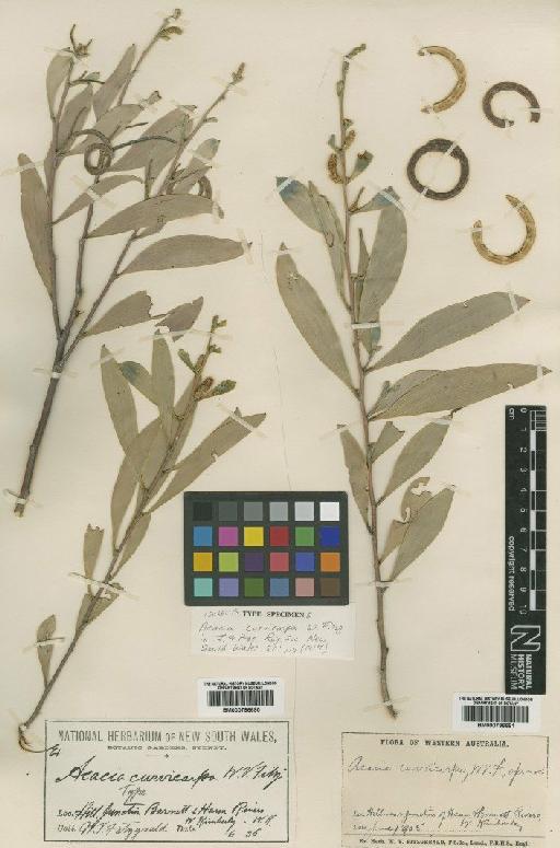 Acacia acradenia F.Muell. - BM000796690