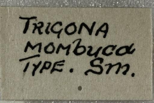 Trigona mombuca Smith, F., 1863 - Trigona_mombuca-BMNH(E)970284- label5-0.8x