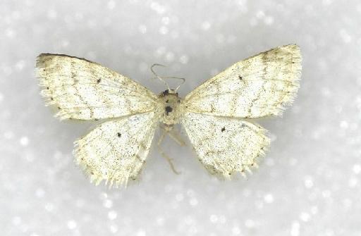 Idaea mancipiata repagulata (Prout in Seitz, 1913) - Ptychopoda mancipiata repagulata Prout syntype female 1055492