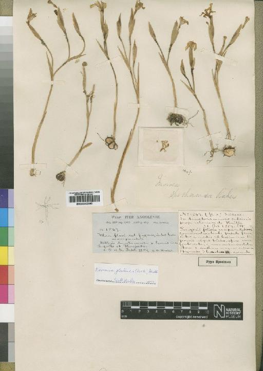 Ferraria spithamea (Baker) Goldblatt & J.C.Manning - BM000922088