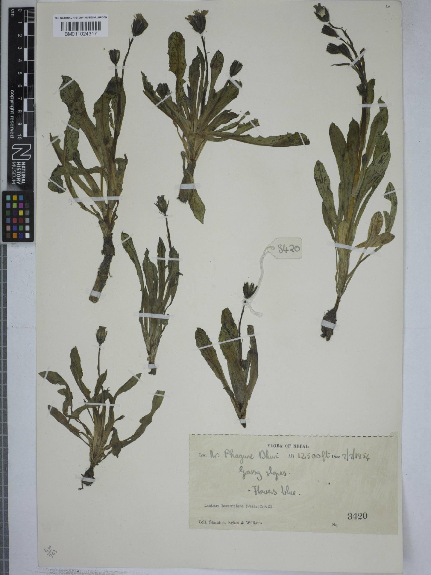 To NHMUK collection (Lactuca lessertiana (Wall. ex DC.) Wall. ex C.B.Clarke; NHMUK:ecatalogue:9153024)