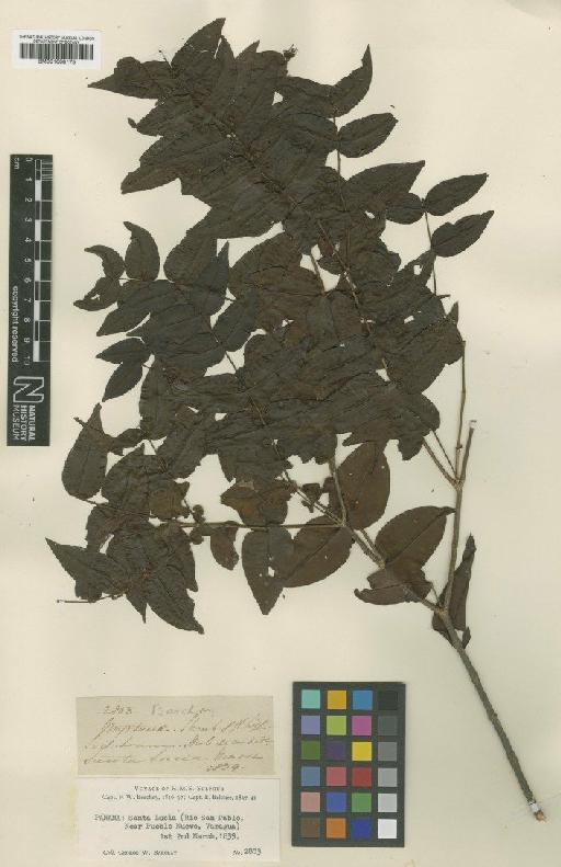 Mouriri myrtilloides subsp. parvifolia (Benth.) Morley - BM001008175