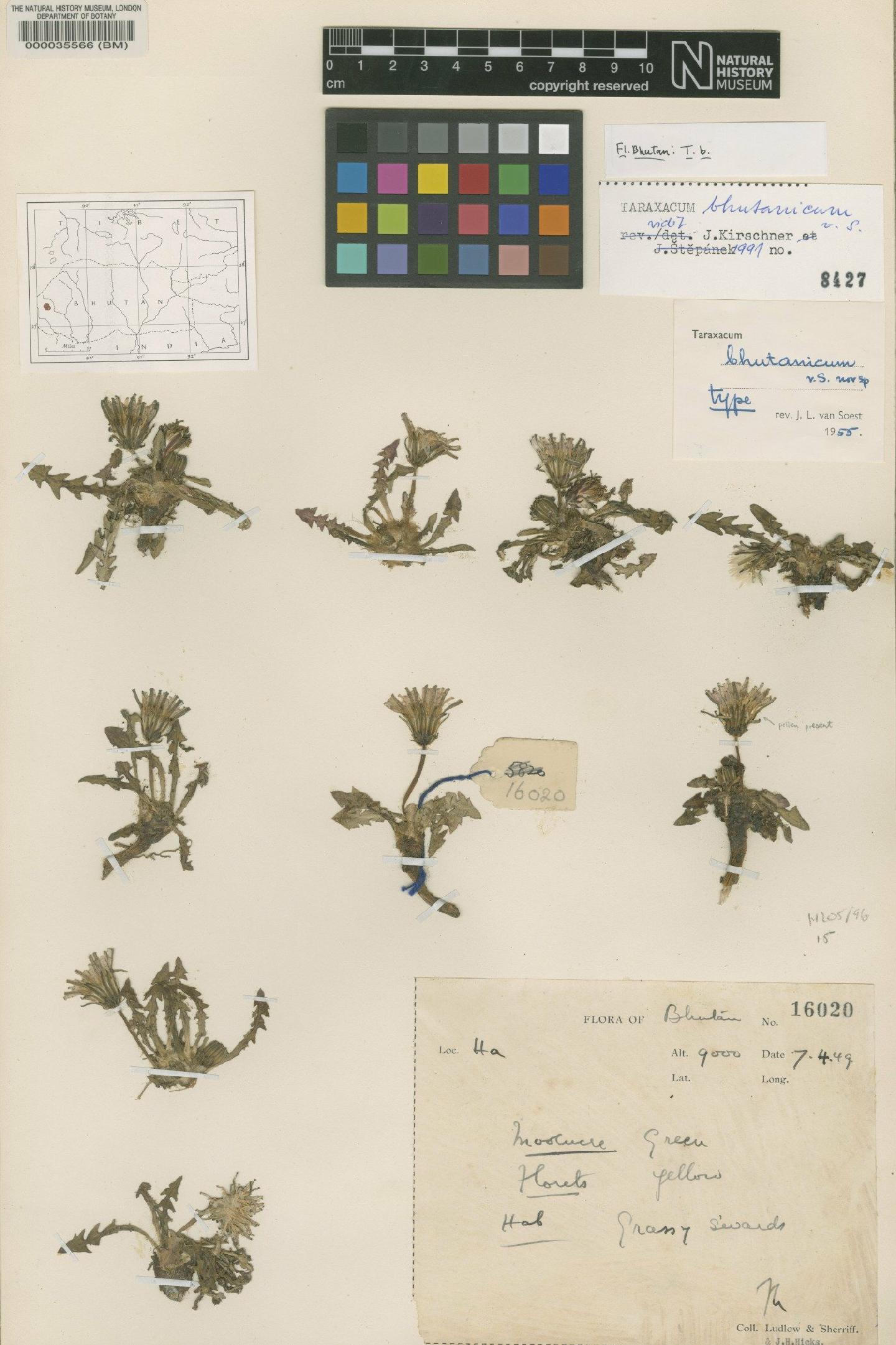 To NHMUK collection (Taraxacum bhutanicum Soest; Type; NHMUK:ecatalogue:481693)