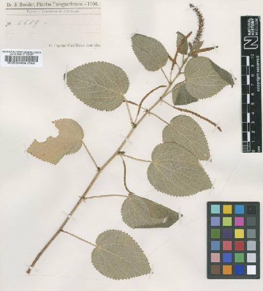 Acalypha hassleriana Chodat - BM000504498