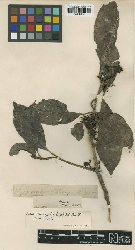 Ixora harveyi (A.Gray) A.C.Sm. - BM001040297