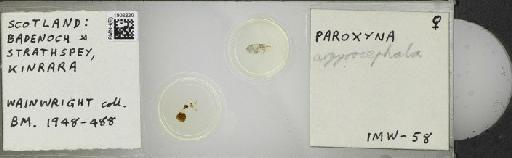 Campiglossa argyrocephala (Loew, 1844) - BMNHE_1502220_57531