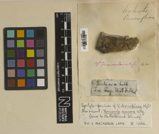 Verrucaria dermoplaca Nyl. - BM001107039
